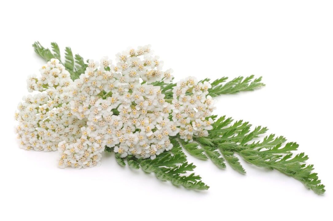 yarrow - Proctonic cream composition